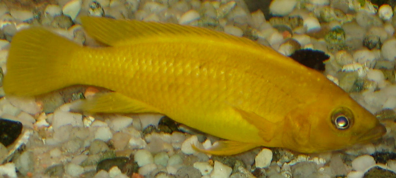 Neolamprologus leleupi